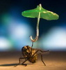 ������ ��� fly